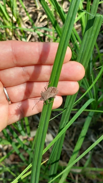 Coreus marginatus - közönséges karimáspoloska