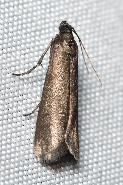 Episcythrastis tetricella - tavaszi karcsúmoly
