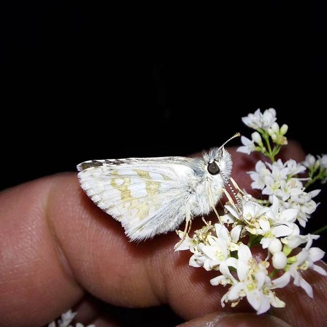 Pyrgus carthami - nagy busalepke