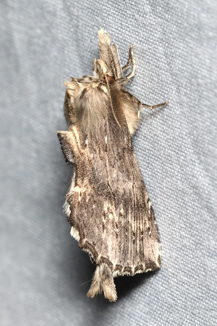 Pterostoma palpina - csőrös púposszövő