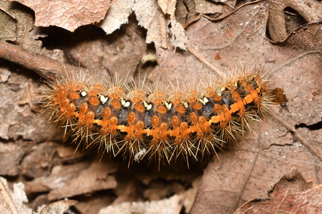 Euplagia quadripunctaria - csíkos medvelepke