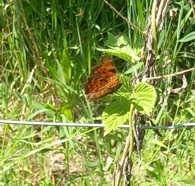 Nymphalis c-album - C-betűs lepke