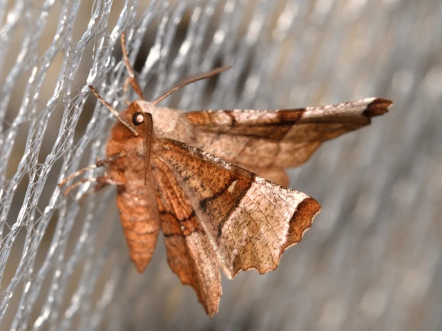 Selenia lunularia - egyfoltos holdasaraszoló