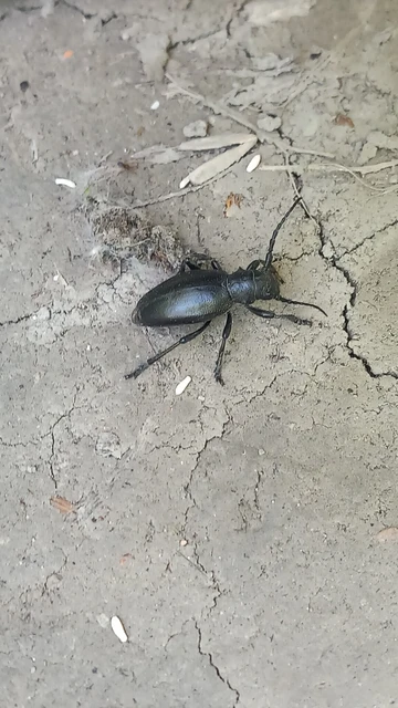 Dorcadion aethiops - fekete gyalogcincér Dorcadion aethiops - fekete gyalogcincér