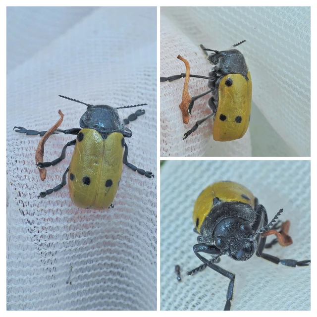 Lachnaia sexpunctata - szőrösnyakú zsákhordóbogár