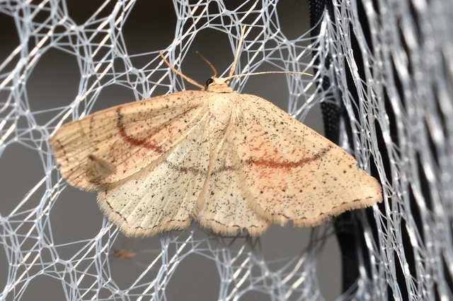 Cyclophora punctaria - sávos pettyesaraszoló