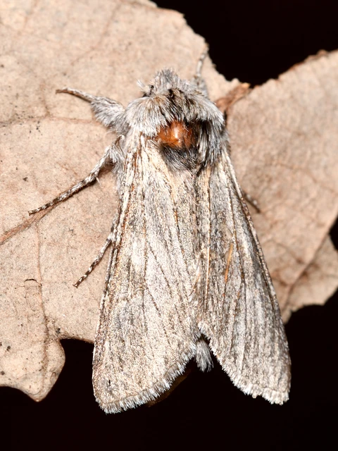 Dicranura ulmi - szilfa-púposszövő