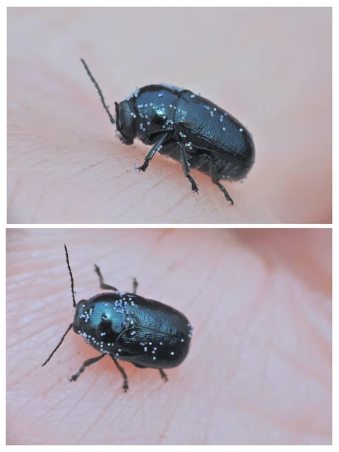 Cryptocephalus violaceus - sötétkék zömökbogár Cryptocephalus violaceus - sötétkék zömökbogár