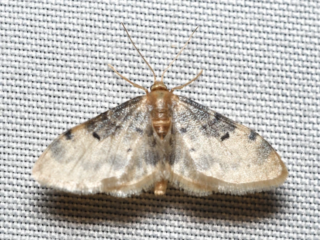 Idaea filicata - sötéttövű apróaraszoló