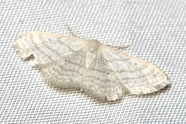 Idaea subsericeata - ötvonalas apróaraszoló