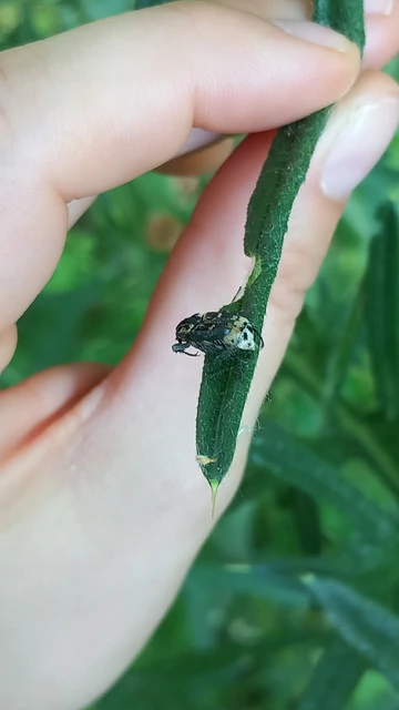 Valgus hemipterus - suta virágbogár