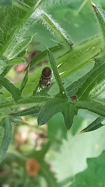 Salticidae - ugrópókok