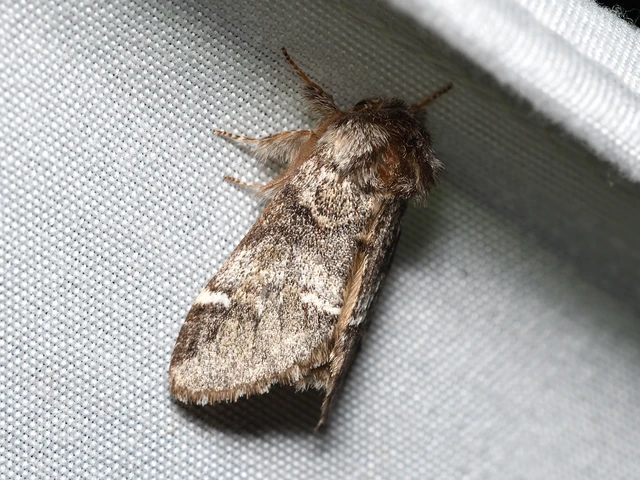 Drymonia dodonea - bélyeges púposszövő