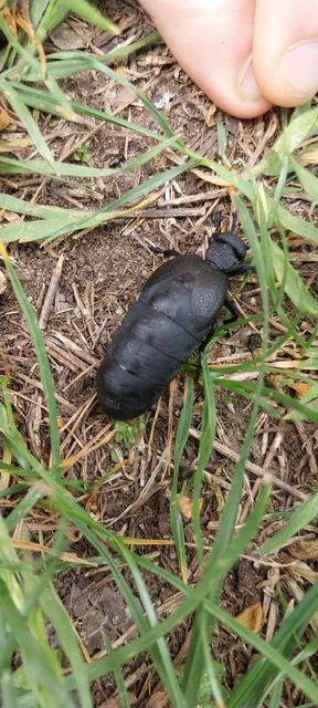 Meloe cicatricosus - óriásnünüke