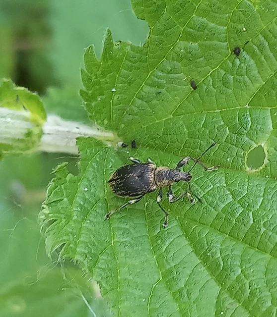 Phyllobius pomaceus - csalán-levélormányos