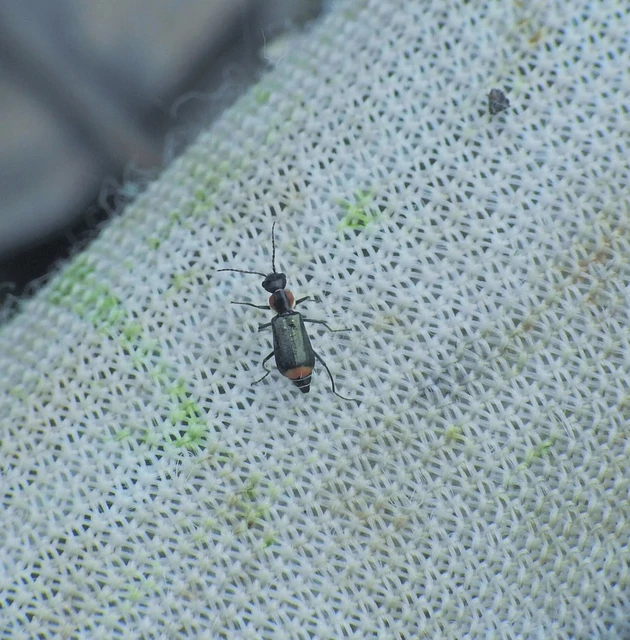 Melyridae - sziklaibogár-félék