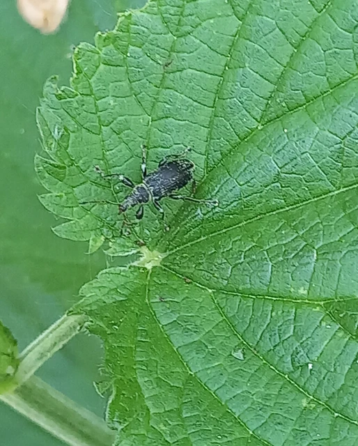 Phyllobius pomaceus - csalán-levélormányos