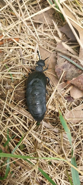 Meloe cicatricosus - óriásnünüke