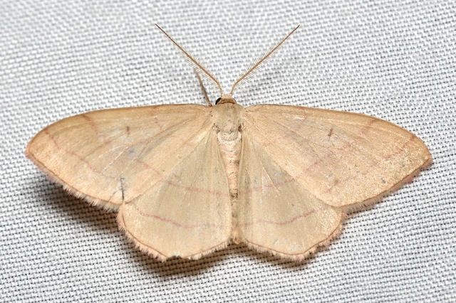 Rhodostrophia vibicaria - pirosszélű araszoló