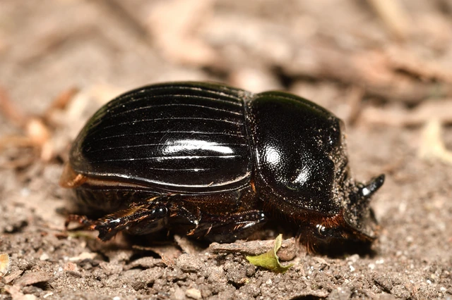 Copris lunaris - közönséges holdszarvú-ganéjtúró