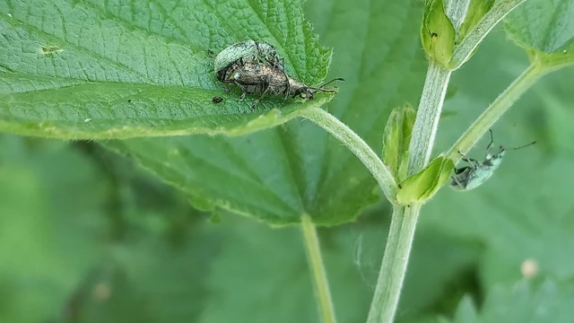 Phyllobius pomaceus - csalán-levélormányos