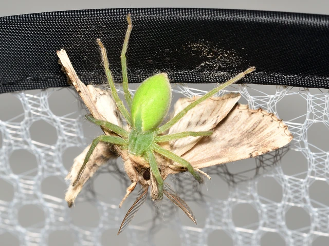 Micrommata virescens - hunyópók