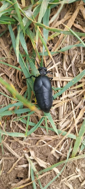 Meloe scabriusculus - érdes nünüke