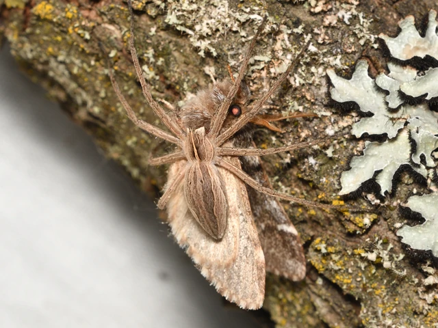 Pisaura mirabilis - csodáspók Pisaura mirabilis - csodáspók