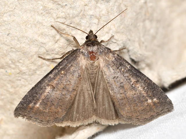 Lygephila procax - fekete csüdfűbagoly