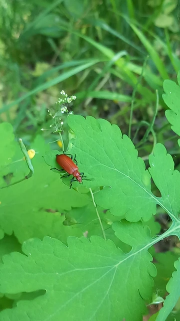 Pyrochroa serraticornis - közép-bíborbogár Pyrochroa serraticornis - közép-bíborbogár