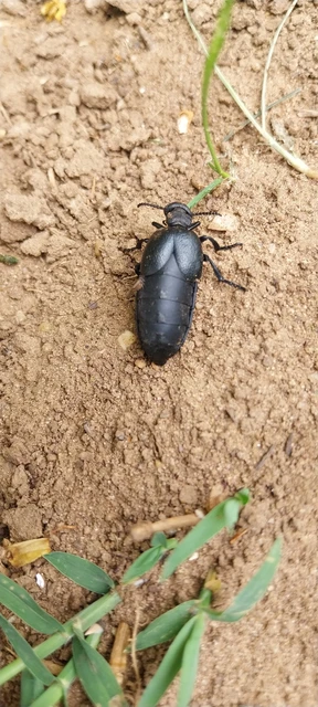 Meloe scabriusculus - érdes nünüke