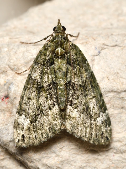 Chloroclysta siterata - salátazöld araszoló