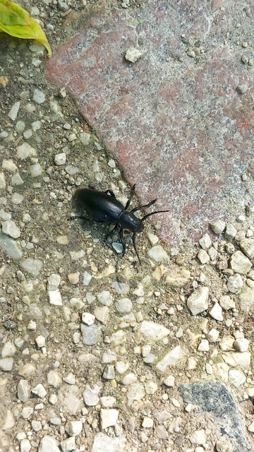 Dorcadion aethiops - fekete gyalogcincér Dorcadion aethiops - fekete gyalogcincér