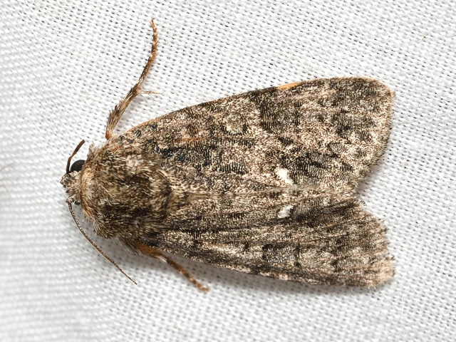 Acronicta rumicis - sóska-szigonyosbagoly Acronicta rumicis - sóska-szigonyosbagoly