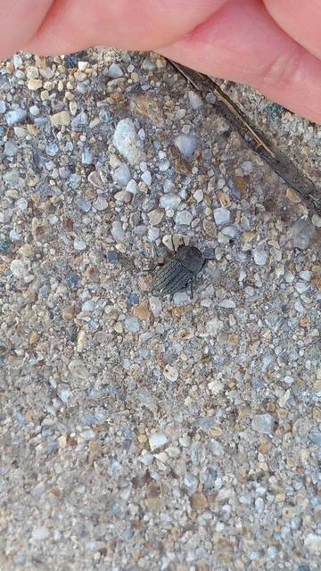 Opatrum sabulosum - sároshátú gyászbogár Opatrum sabulosum - sároshátú gyászbogár