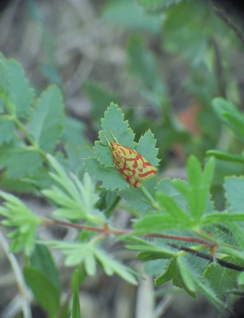 Hypercallia citrinalis - pirossávos díszmoly