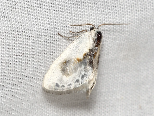 Cilix glaucata - törpe sarlósszövő
