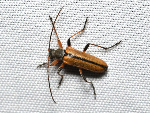 Cortodera humeralis - négyfoltos cserjecincér