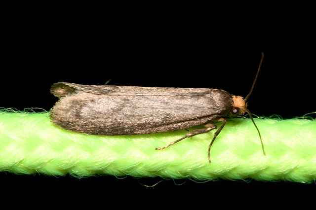 Agnoea