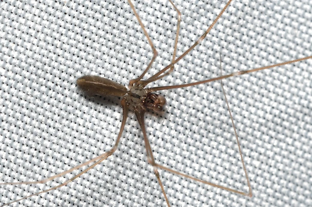 Pholcus opilionoides - kis álkaszáspók