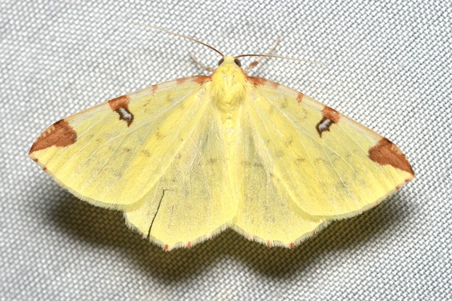 Opisthograptis luteolata - citromsárga araszoló
