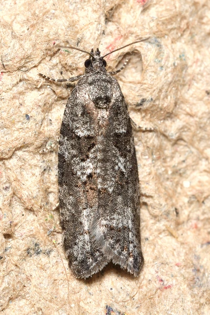 Cnephasia