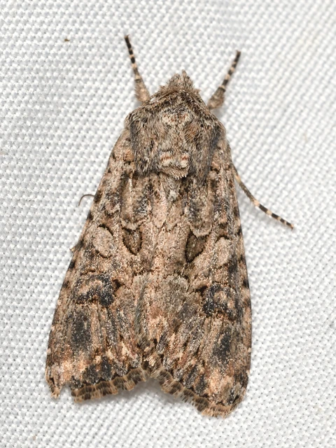 Hadula trifolii - lóherebagoly