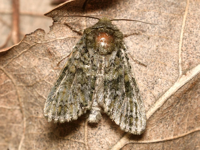 Craniophora ligustri - fagyalbagoly