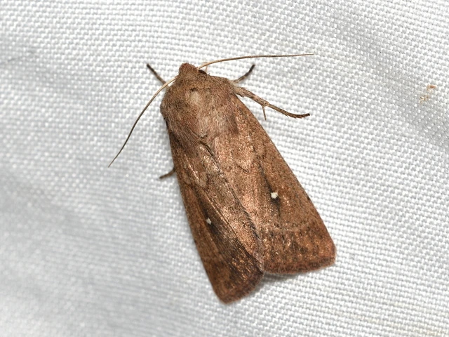 Mythimna albipuncta - fehérpettyes rétibagoly