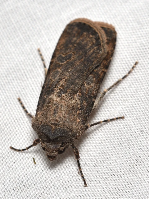 Agrotis segetum - vetési földibagoly