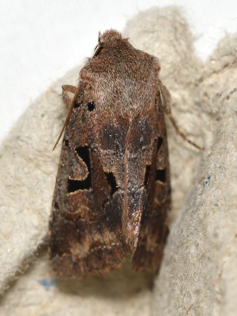 Orthosia gothica - feketefoltos barkabagoly