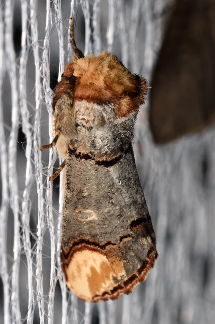 Phalera bucephala - sárgafoltos púposszövő