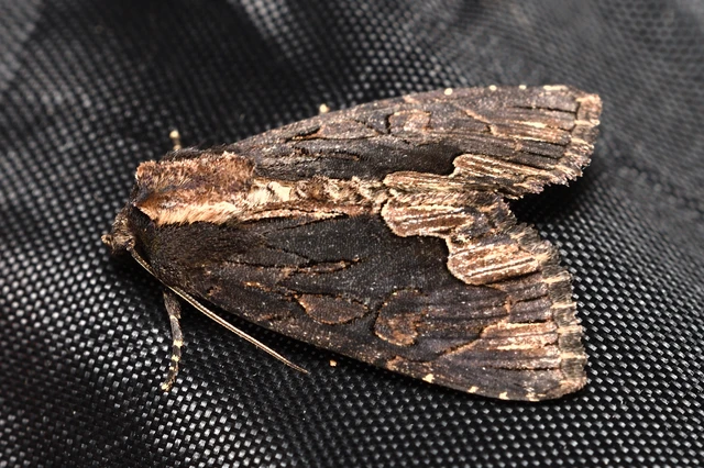 Dypterygia scabriuscula - szurokbarna nyáribagoly