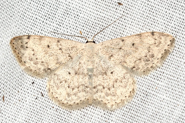 Scopula marginepunctata - pettyes sávosaraszoló